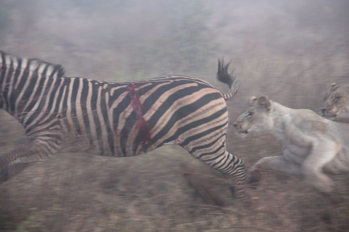 Lionesses kill zebra 2 Chasing the zebra who's already badly hurt. Fall,Geotagged,Lion,Lion kill,Panthera leo,South Africa,lion