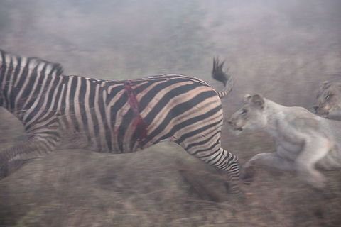 Lionesses kill zebra 2 Chasing the zebra who's already badly hurt. Fall,Geotagged,Lion,Lion kill,Panthera leo,South Africa,lion