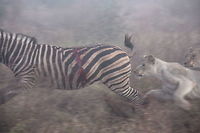 Lionesses kill zebra 2 Chasing the zebra who's already badly hurt. Fall,Geotagged,Lion,Lion kill,Panthera leo,South Africa,lion