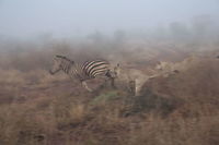 Lionesses kill zebra 3 The brave zebra tries to get away... but the lionesses are determined. Fall,Geotagged,Lion,Madikwe,Panthera leo,South Africa,lion,lion kill,zebra