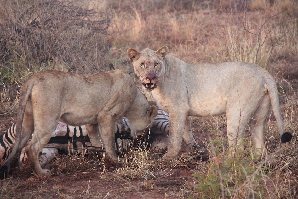 Lionesses kill zebra 4 The two cubs start eating first while the two big lionesses take a rest. <br />
One of the most exciting thing I've ever seen on safari. I was shaking. Burchells zebra,Fall,Geotagged,Lion,Lion kill,Panthera leo,South Africa,lion
