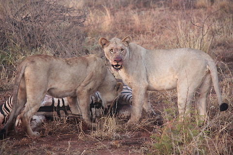 Lionesses kill zebra 4 The two cubs start eating first while the two big lionesses take a rest. 
One of the most exciting thing I've ever seen on safari. I was shaking. Burchells zebra,Fall,Geotagged,Lion,Lion kill,Panthera leo,South Africa,lion