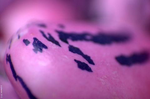 Mother Nature's Fine Art This is a macro of a bean of the Scarlet runner bean (Phaseolus coccineus). The blooms are a wonderful scarlet, but the beans to me are the really beautiful part of this plant! Bean,Phaseolus coccineus,Plant,Scarlet runner,phaseolus coccineus