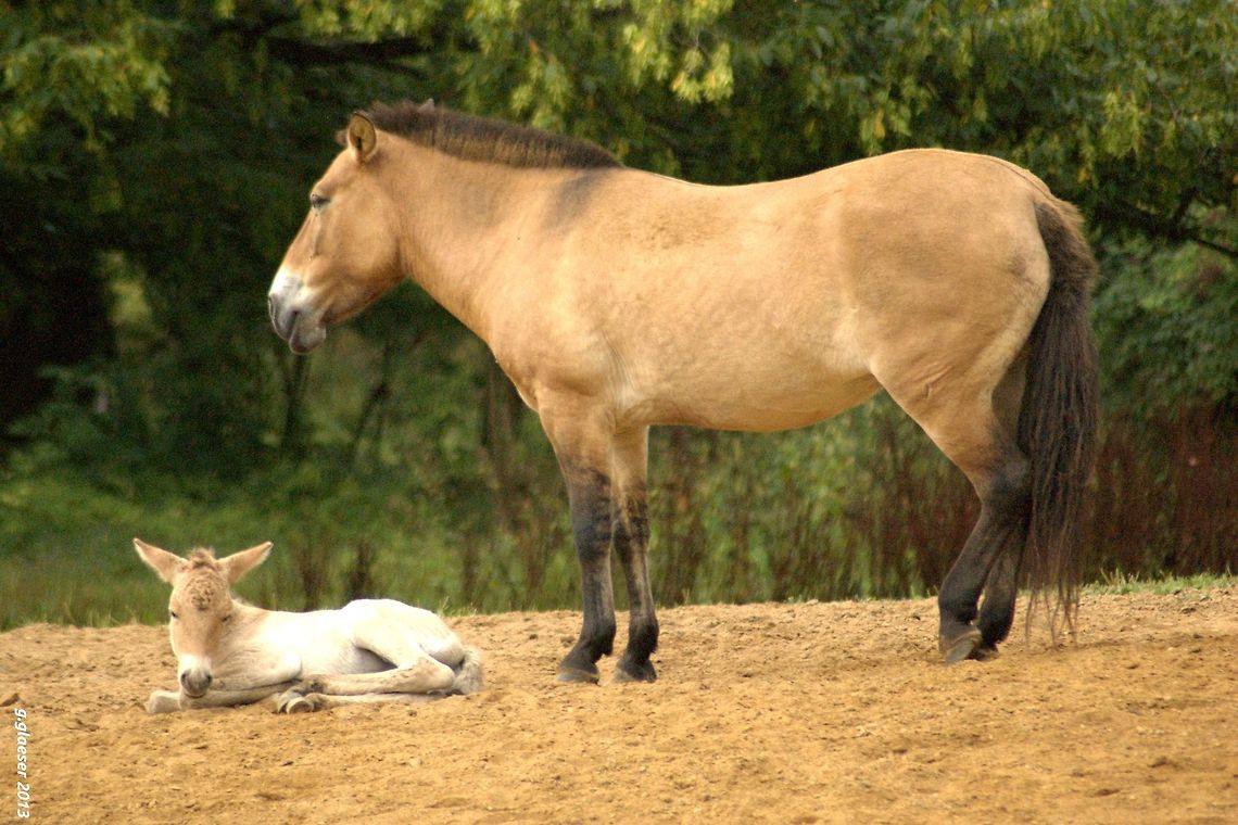 Przewalski junior A grown up Przewalki&#039;s horse guarding its foal. This asian wild horse is supposed to be extincted in the wild since 1969. Fortunately, zoos and wildlife reserves have succeeded in breeding Przewalski&#039;s horses, as you can see here! Domestic horse,Equidae,Equus ferus,Equus ferus caballus,Equus ferus przewalskii,Geotagged,Germany,Mammals,Przewalki's horse,Wild horse