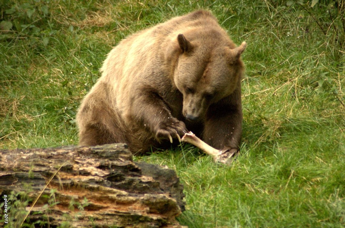 Is there anything in there? One of the brown bears living in the wildlife reserve at Springe, Germany, is very busy examining a big bone. When you see them like this, you might rather think of &quot;Teddy bears&quot; than of dangerous wild animals - and yet, the brown bear is by far the most dangerous predator in Europe! Brown bear,Carnivora,Geotagged,Germany,Ursidae,Ursus arctos