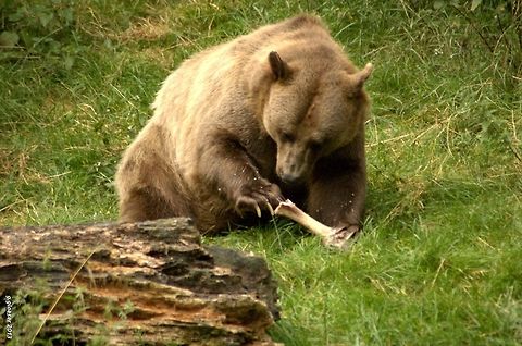 Is there anything in there? One of the brown bears living in the wildlife reserve at Springe, Germany, is very busy examining a big bone. When you see them like this, you might rather think of "Teddy bears" than of dangerous wild animals - and yet, the brown bear is by far the most dangerous predator in Europe! Brown bear,Carnivora,Geotagged,Germany,Ursidae,Ursus arctos