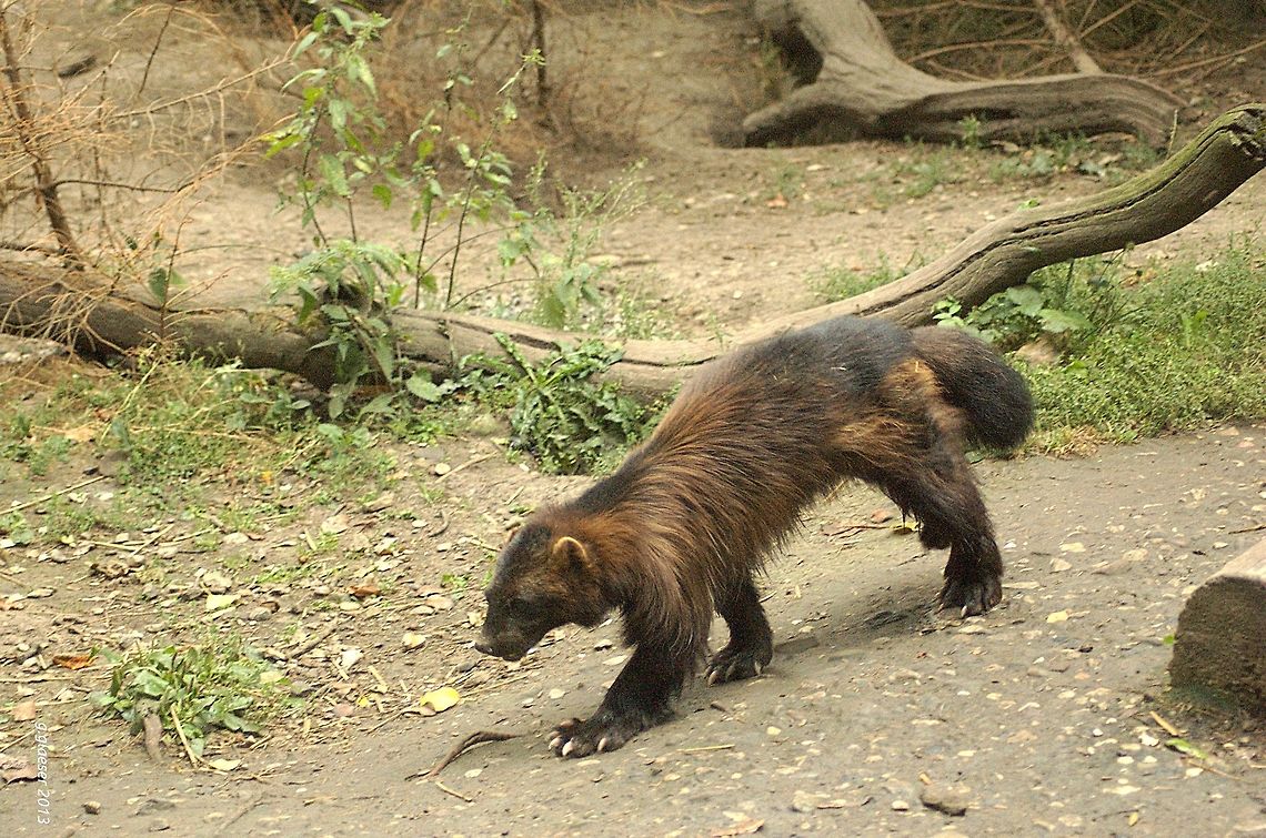 Wolverine The wolverine (Gulo gulo) is the largest species of the weasel-family - although it rather reminds one of a small bear than a big weasel! Carnivora,Geotagged,Germany,Gulo gulo,Mustelidae,Wolverine,glutton,mammal,weasel,wolverine