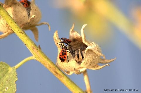 Firebugs and hollyhocks Several firebugs are looking for food on - and in! - the faded blooms of a hollyhock... Bugs,Firebug,Geotagged,Germany,Pyrrhocoridae,Pyrrhocoris apterus,insect