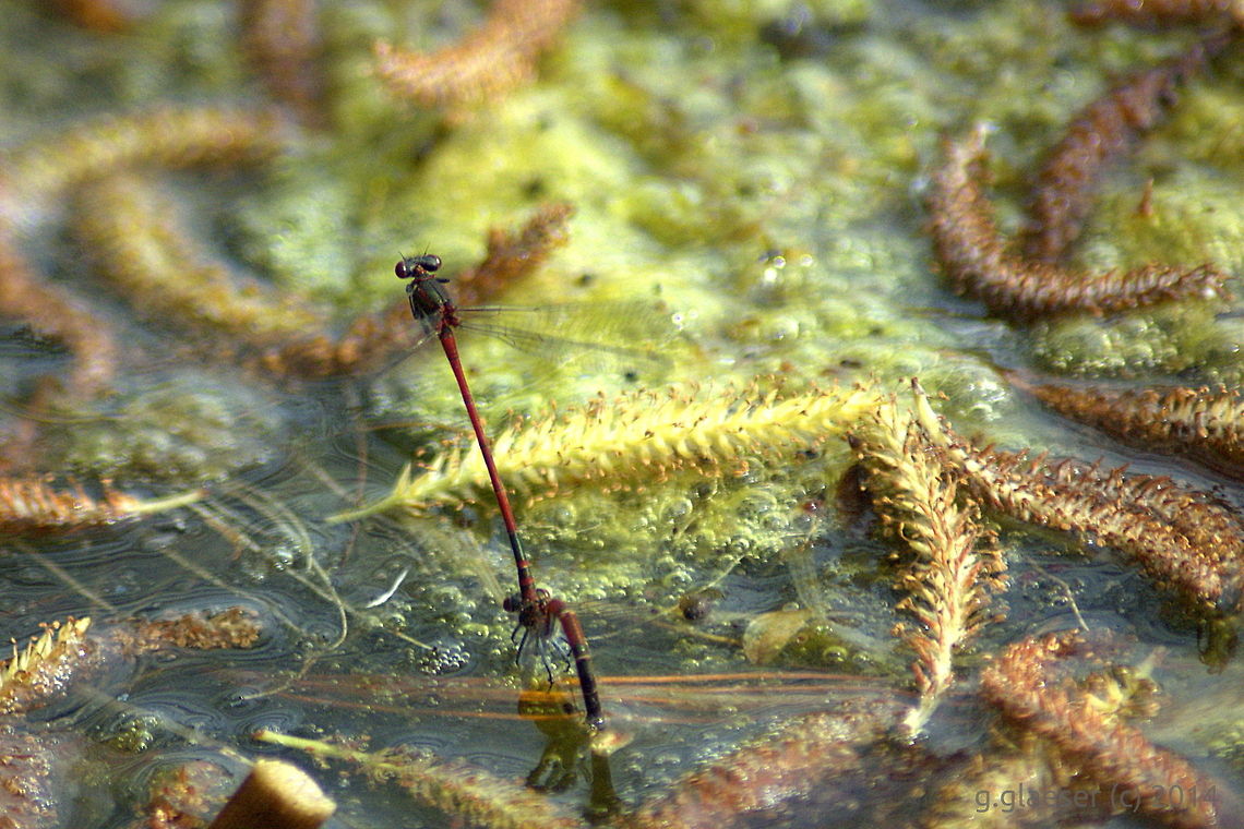 Love game Unfortunately, I don&#039;t know what species this is - I&#039;d suppose some sort of dragonfly? However, soon there&#039;ll be more of them ;-)<br />
They might be Pyrrhosoma nymphula - what do you think? Geotagged,Germany,Insects,Large Red Damselfly,Odonata,Pyrrhosoma nymphula,damselfly,flying insect