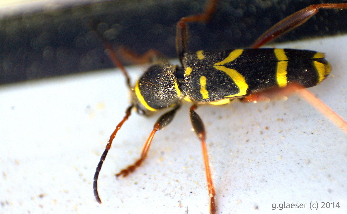 Wildlife on the windowsill A wasp beetle sitting on the outside of my kitchen window, waiting patiently to have his photo taken... Clytus arietis,Geotagged,Germany,Wasp Beetle,cerambycidae,insect
