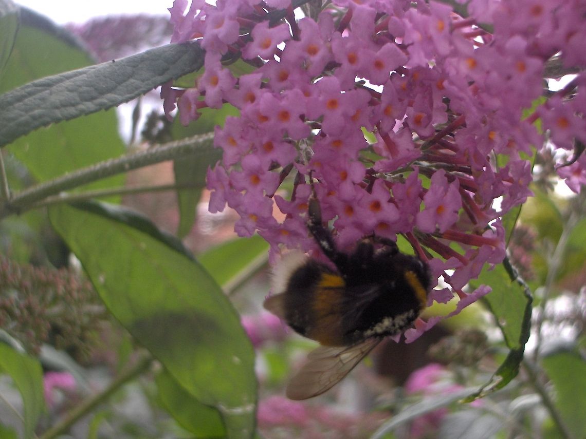 The busy bee The busy bee Apis mellifera,Bombus cryptarum,Europe,Geotagged,Germany,Western honey bee(Apis mellifera),bees,insects