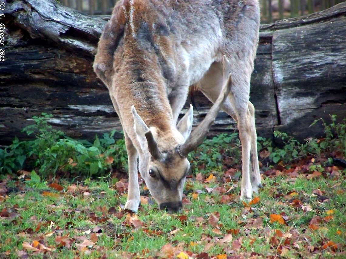 Young Sika buck preparing for the winter A young sika deer buck (cervus nippon) has found a place where there is a good deal of food, so he takes advantage of the situation...  Part of the horns is already repelled, the rest is to follow pretty soon. Artiodactyla,Cervidae,Cervus nippon,Europe,Mammals,Ruminantia,Sika deer