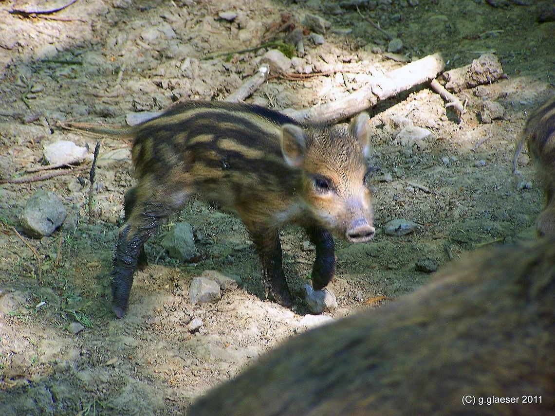 Hello baby boar! The piglet is torn between his curiosity and the need to stick to his mummy... Europe,mammals,wild boar
