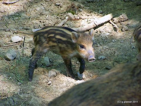 Hello baby boar! The piglet is torn between his curiosity and the need to stick to his mummy... Europe,mammals,wild boar