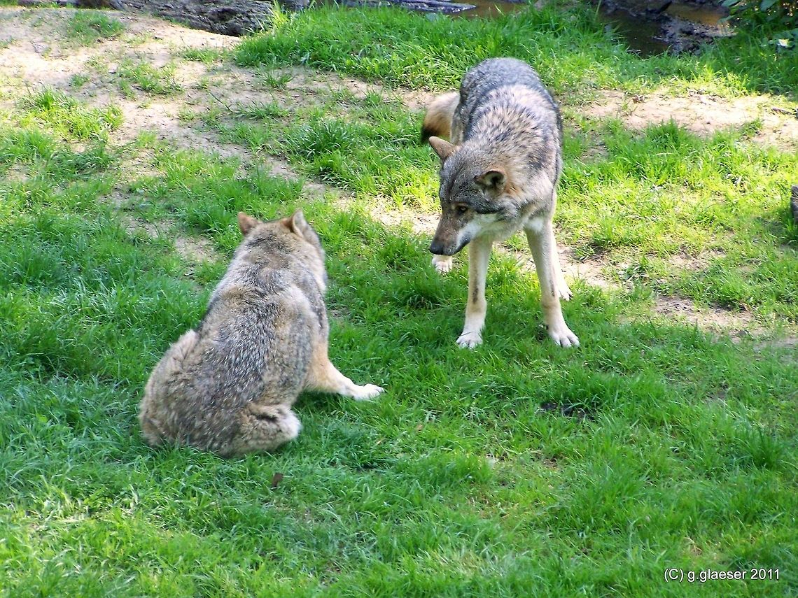 Taking care for one another...wolves Social interaction between two young wolves Canis lupus,Europe,Mammals,Wolf