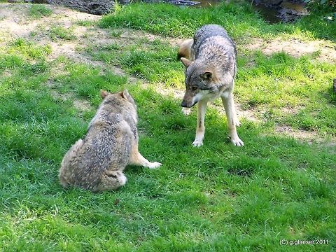 Taking care for one another...wolves Social interaction between two young wolves Canis lupus,Europe,Mammals,Wolf