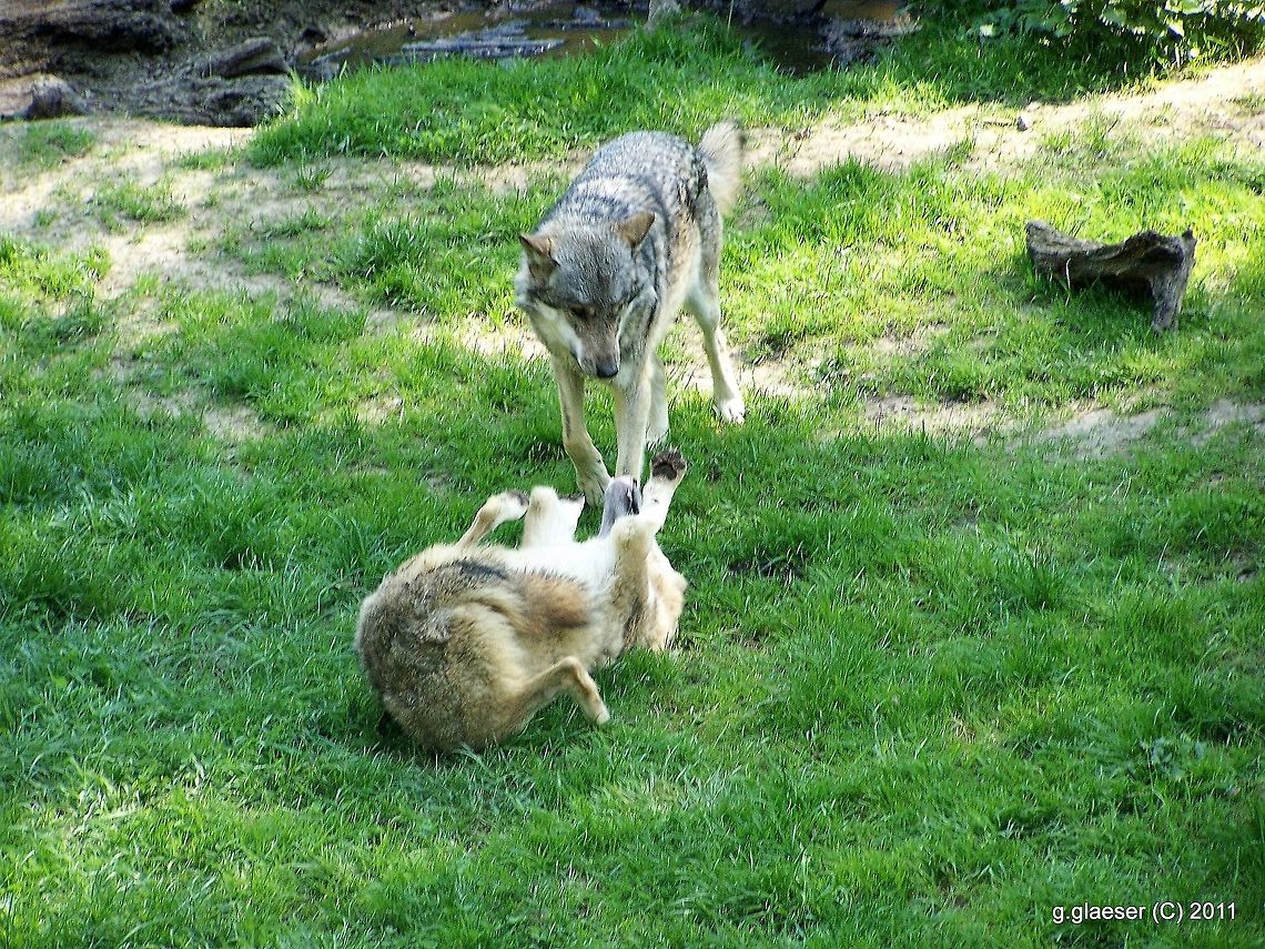 Wolves - playfully taking their place These young wolves obviously are no more puppies, but they're not yet fully mature. So they're staying with their parents' pack, developping their skills for survival and helping raise this year's puppies.<br />
The ability of playing with each other and taking roles in terms underlines the deeply social character of the wolf! Canis lupus,Europe,Wolf,mammals
