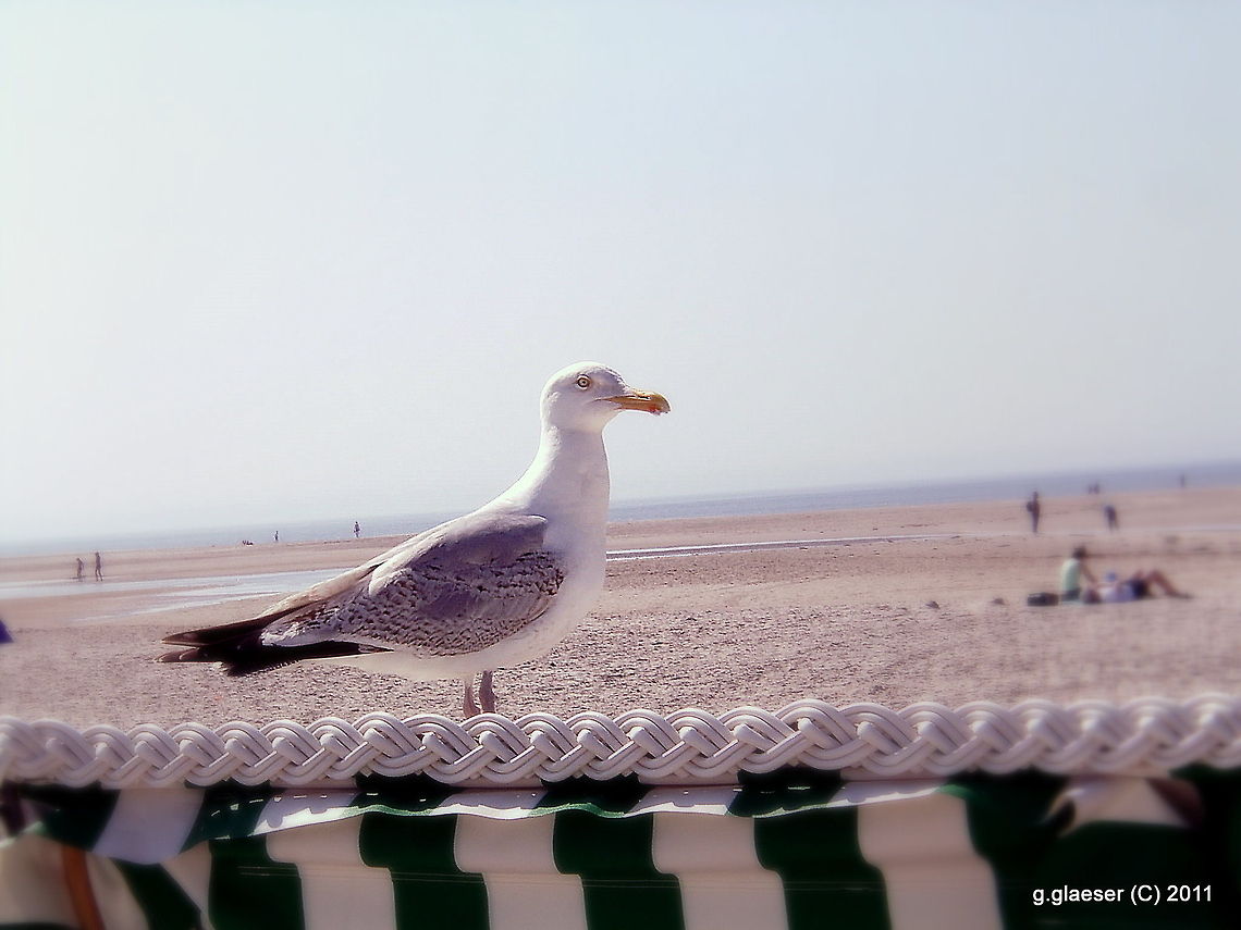 Seagull on the german north sea shore A seagull on a beach chair waiting for a chance to steal some food fron an inattentive tourist... Europe,birds,seagull