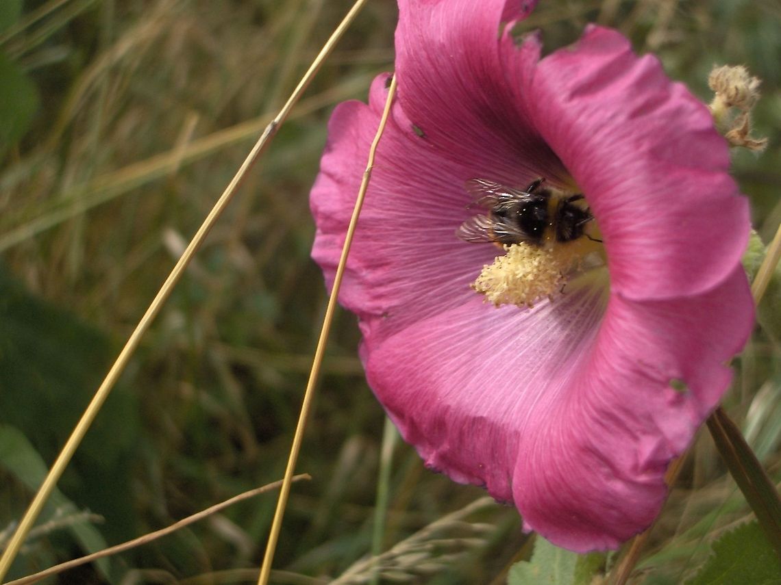 Bee on a mallow blossom Bee collecting nectar from a mallow blossom Apis mellifera,Europe,European Honey bee,Insects,Western honey bee(Apis mellifera),bees,mallow