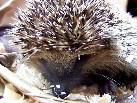 Portrait of a young hedgehog This little hedgehog (Erinaceus europaeus) was just preparing for his hibernation when the kids ferreted him out in the garden, so before returning him to a quiet spot in the garden, I took the chance of taking this photo... Eulipotyphia,Europe,hedgehog,mammals