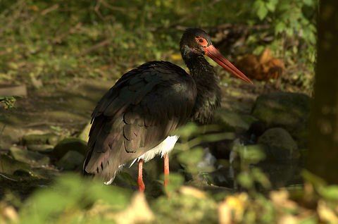 Black stork in the afternoon sun Black stork (Ciconia nigra) Black Stork,Ciconia nigra,Fall,Geotagged,Germany,animals,birds,black stork,nature