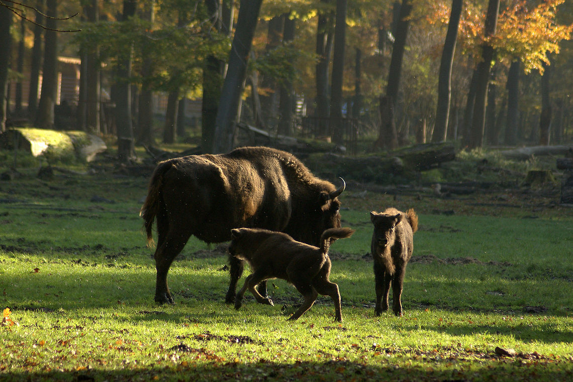 Calves at play Wisent (Bison bonasus) - two calves at play in the sun, I could have stayed forever standing there watching them... Bison bonasus,European bison or wisent,Fall,Geotagged,Germany,animals,autumn,nature