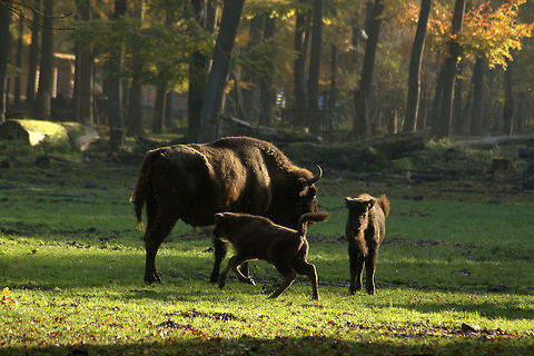 Calves at play Wisent (Bison bonasus) - two calves at play in the sun, I could have stayed forever standing there watching them... Bison bonasus,European bison or wisent,Fall,Geotagged,Germany,animals,autumn,nature
