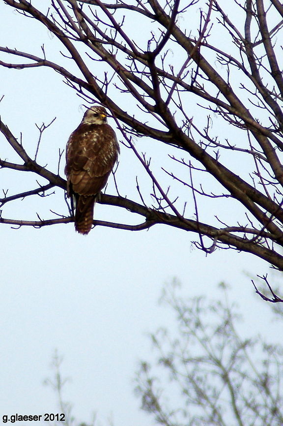 Mouse buzzard Mouse buzzard sitting in a tree by the road, patiently waiting for its prey...<br />
Unfortunately, I had gotten into his comfort zone - I could take this one photo before he flew away - all the cars passing underneath his tree didn&#039;t seem to bother him, but a pedestrian with a clicking camera was more than he would bear. Buzzard,Europe,Geotagged,Germany,bird of prey