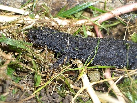 Probably a newt... Some time ago I used to have an old boat in my garden. When I finally took it away, I found five of these little animals hidden there. I guess they were newts (triturus vulgaris), but maybe someone here in the jungle knows better...!? Amphibians,Europe,Geotagged,Germany,Northern crested newt,Triturus cristatus,newt