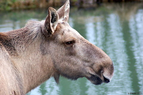 Portrait of a moose A moose in the game reserve at Springe, near Hannover, Germany, is patiently standing still - she seems to be familiar with clicking cameras... Alces alces,Artiodactyla,Cervidae,Europe,Geotagged,Germany,Mammals,Moose,Ruminantia