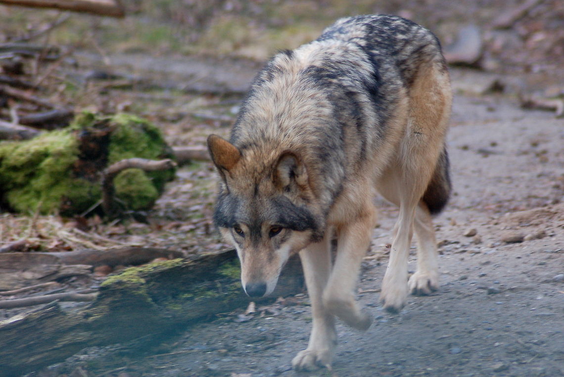 Eastern Timber Wolf This timber wolf belongs to a pack of timber wolves, who had - for different reasons - to be raised by hand. That made the animals so familiar with humans that they&#039;ve lost their natural shyness. Therefor, they can&#039;t be brought back to living wildly. Now they live in the game reserve at Springe, Germany, making a really good job of educating people that wolves aren&#039;t &quot;bad&quot;. Canidae,Canis lupus,Canis lupus lycaon,Canis lycaon,Eastern timber Wolf,Geotagged,Germany,Gray wolf,Timber wolf