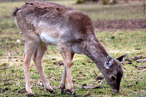 Young Sika Deer "Oh, isn't that cute?" - This young sika deer has certainly quite a lot of "baby appeal", but it isn't a baby anymore: It's not with his mother, it's looking for food on its own. By autumn coming, it will be mature and take its part in the reproduction of the specie...  Artiodactyla,Cervidae,Cervus nippon,Europe,Geotagged,Germany,Mammals,Ruminantia,Sika Deer,Sika deer