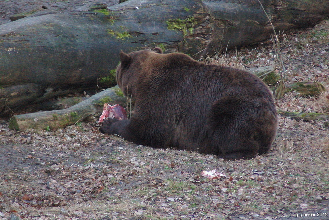 Our friendly neighborhood predator Within the game reserve at Springe, Germany, there is an area where a pack of gray wolves live alongside with two brown bears. Staff there always say that the bears are the only dangerous animals in this area! <br />
Here, this bear has chased away the wolves to conquer the prey... Brown Bear,Brown bear,Carnivora,Europe,Geotagged,Germany,Ursidae,Ursus arctos