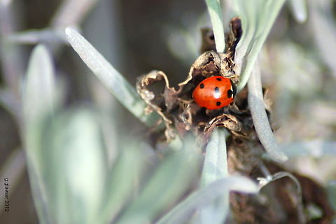 Ladybug on lavender bush A ladybug sitting on a lavender bush warming in the early spring sun. 7-spot Ladybird,Coccinella septempunctata,Geotagged,Germany,Insects,Ladybug