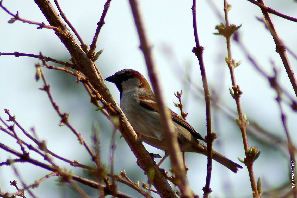 Sparrow on a forsythia branch Each day about a dozen or more of these sparrows are sitting in a forsythia bush right across my garden fence - but as soon as I'm close enough to take a picture, they're gone... Today I got this one at last! Birds,Europe,Geotagged,Germany,House Sparrow,House sparrow,Passer domesticus
