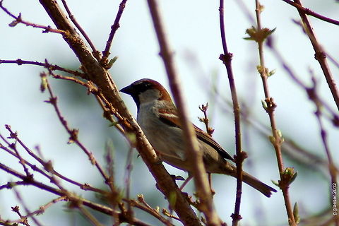Sparrow on a forsythia branch Each day about a dozen or more of these sparrows are sitting in a forsythia bush right across my garden fence - but as soon as I'm close enough to take a picture, they're gone... Today I got this one at last! Birds,Europe,Geotagged,Germany,House Sparrow,House sparrow,Passer domesticus