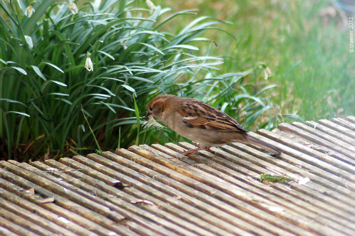 Sparrow at the DIY-shop This sparrow is busy collecting nest building material- Bird,Geotagged,Germany,House Sparrow,House sparrow,Passer domesticus,passer domesticus