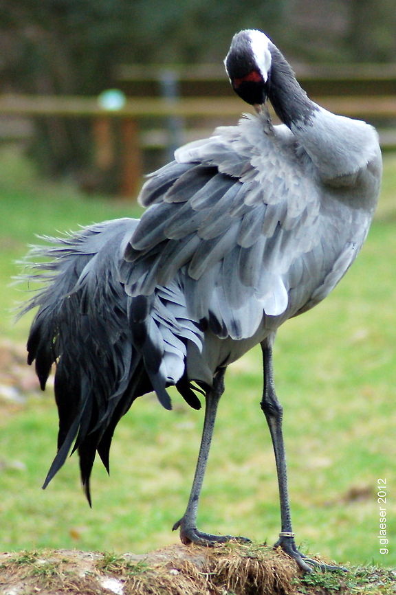 Making myself pretty This crane didn&#039;t mind people and cameras at all - maybe he had a date that evening... Anyway, the bird kept cleaning its feathers as if it was payed for modeling. Birds,Common Crane,Common crane,Geotagged,Germany,Grus grus