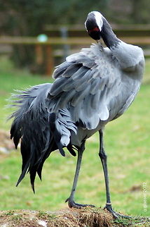 Making myself pretty This crane didn't mind people and cameras at all - maybe he had a date that evening... Anyway, the bird kept cleaning its feathers as if it was payed for modeling. Birds,Common Crane,Common crane,Geotagged,Germany,Grus grus