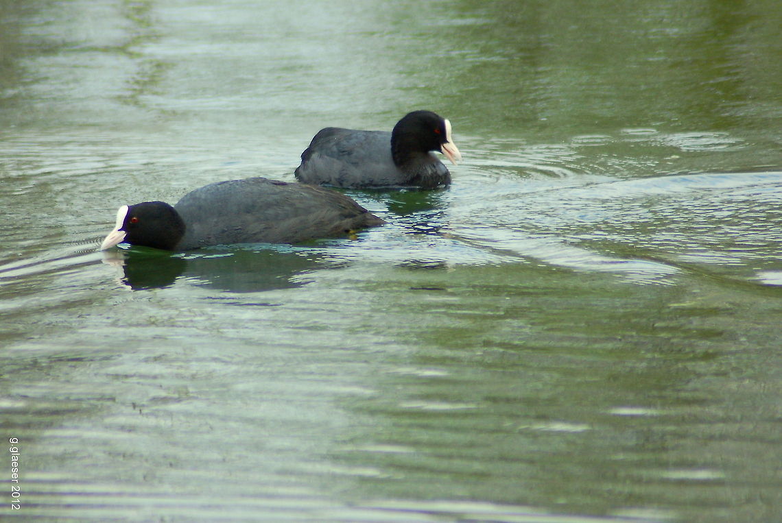 Two is company Two eurasian coots on a pond (Fulica atra) Aquatic birds,Birds,Eurasian Coot,Europe,Fulica atra,Geotagged,Germany,Rallidae