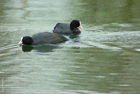 Two is company Two eurasian coots on a pond (Fulica atra) Aquatic birds,Birds,Eurasian Coot,Europe,Fulica atra,Geotagged,Germany,Rallidae