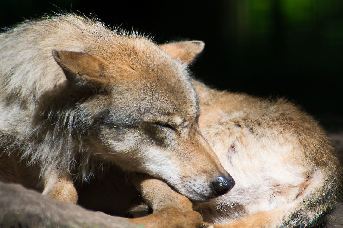 Dozing in the sun Eurasian wolf / Europ&auml;ischer Grauwolf / Canis lupus lupus Canidae,Canis lupus lupus,Carnivora,Eurasian Wolf,Geotagged,Germany,Mammals,Summer