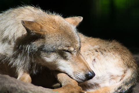 Dozing in the sun Eurasian wolf / Europäischer Grauwolf / Canis lupus lupus Canidae,Canis lupus lupus,Carnivora,Eurasian Wolf,Geotagged,Germany,Mammals,Summer