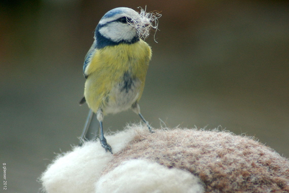 Blue tit at work My dogs love to adopt my son&#039;s worn out soft toys as their prey. Yesterday, they left one of those out in the garden. And this morning, while we were having breakfast, this blue tit seemed to appreciate the offer of free nest building material... Well, my dear, you&#039;re welcome - and thanks for the photo! Birds,Blue Tit,Blue tit,Cyanistes caeruleus,Europe,Geotagged,Germany,Songbirds
