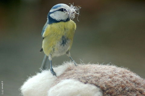 Blue tit at work My dogs love to adopt my son's worn out soft toys as their prey. Yesterday, they left one of those out in the garden. And this morning, while we were having breakfast, this blue tit seemed to appreciate the offer of free nest building material... Well, my dear, you're welcome - and thanks for the photo! Birds,Blue Tit,Blue tit,Cyanistes caeruleus,Europe,Geotagged,Germany,Songbirds