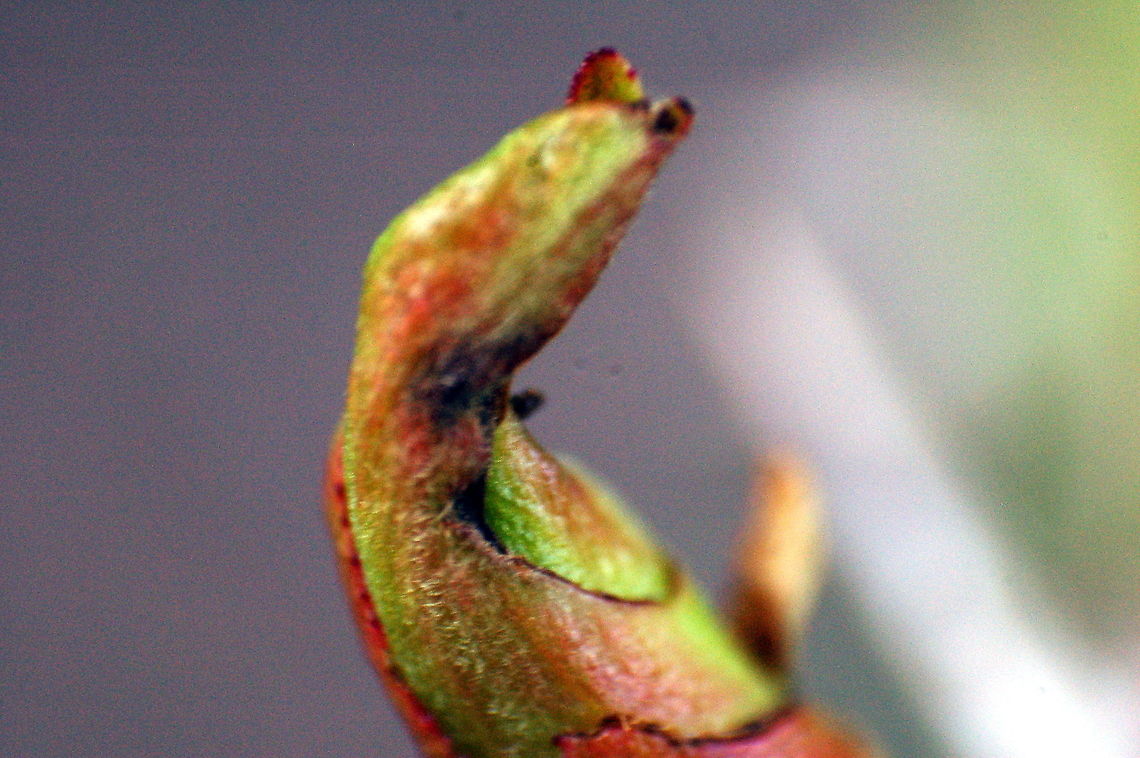 "The citizen Kane" This is a macro shot showing a mixed bud, containing both  embryonic flowers and leaves, on a dog-rose (rosa canina). <br />
"Rosebud" was a key-word in Orson Wells' 1941 movie "Citizen Kane" - so the picture could be used for a game of "Guess the movie". ;-)<br />
<br />
 Flora,Geotagged,Germany,Macro,Rosa canina,flower