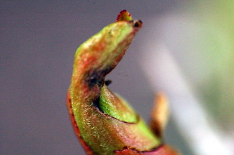 "The citizen Kane" This is a macro shot showing a mixed bud, containing both  embryonic flowers and leaves, on a dog-rose (rosa canina). 
"Rosebud" was a key-word in Orson Wells' 1941 movie "Citizen Kane" - so the picture could be used for a game of "Guess the movie". ;-)

 Flora,Geotagged,Germany,Macro,Rosa canina,flower
