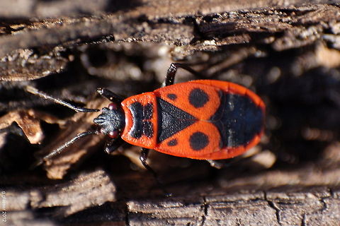 The French Bug The common german name of this fire bug is "Franzosenkäfer" ("french bug") because of its red uniform. The scientific name is pyrrhocoris apterus.  Bugs,Europe,Firebug,French bug,Germany,Macro,Pyrrhocoridae,Pyrrhocoris apterus,insect,pyrrhocoris apterus