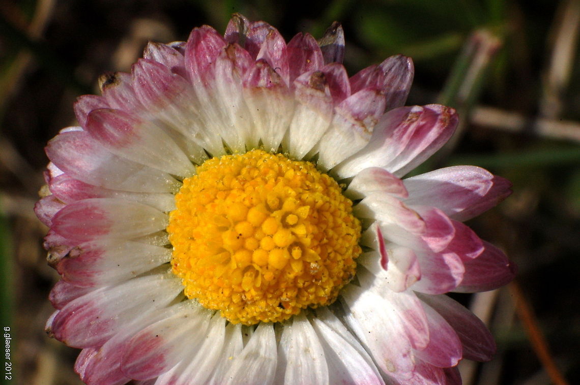 Simple beauty Nothing special - just a common daisy! Bellis perennis,Daisy,Europe,Flora,Geotagged,Germany,Macro,flower