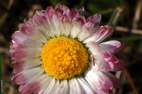 Simple beauty Nothing special - just a common daisy! Bellis perennis,Daisy,Europe,Flora,Geotagged,Germany,Macro,flower